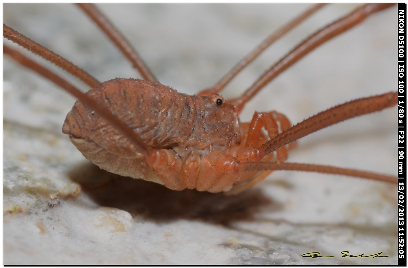 Opilio cfr canestrinii  da Usini 199